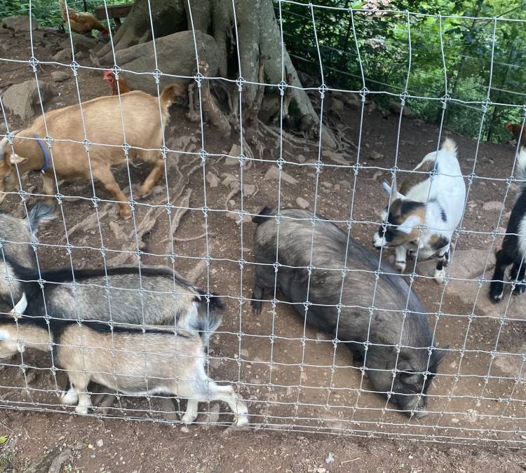 Funny Farm Petting Zoo (Stevens,&nbspPA)